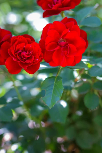 Kwitnący Ogrodzie Czerwone Róże Niewyraźne Tło Czerwone Róże Kwiaty Kopii — Zdjęcie stockowe