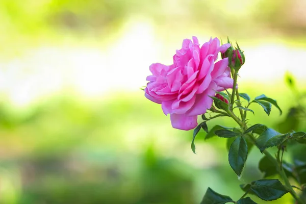 흐리게 꽃다발 준비와 장미에 분홍색 — 스톡 사진