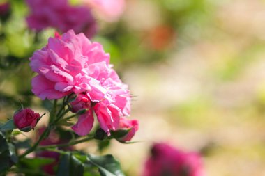 Arka plan bulanık, kopya alanı, buket hazırlık, bahar bahçe, sanat ile çiçek Bahçe, pembe gül pembe gül çiçek