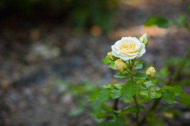 Bahçe, beyaz gül bulanık bir arka plan üzerinde beyaz sarı güller çiçek çiçekler kopya alanı, buket hazırlık, bahar bahçe, sanat
