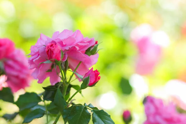 배경을 흐리게 꽃다발 장미에 분홍색 — 스톡 사진