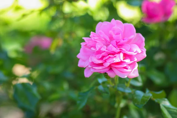 Ροζ Τριαντάφυλλα Ανθίζουν Για Τον Κήπο Ροζ Τριαντάφυλλα Ένα Θολή — Φωτογραφία Αρχείου