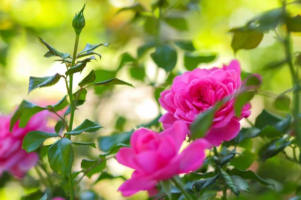 Różowe Róże Kwitną Ogrodzie Różowe Róże Niewyraźne Tło Kwiaty Miejsce — Zdjęcie stockowe