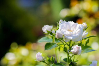 Bahçe, beyaz gül bulanık bir arka plan üzerinde beyaz sarı güller çiçek çiçekler kopya alanı, buket hazırlık, bahar bahçe, bir tatil kartı için boş