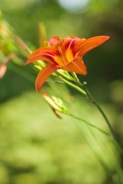 Yumuşak bir arka plan, güzel çiçek turuncu lily çiçek yeşil bir arka planda, kartları, tatil buket, tasarımcı, bahar desen için boş portakal stamens lilyum, kopya alanı