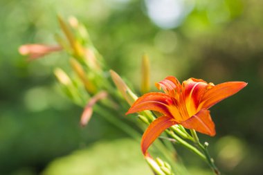 Yumuşak bir arka plan, güzel çiçek turuncu lily çiçek yeşil bir arka planda, kartları, tatil buket, tasarımcı, bahar desen için boş portakal stamens lilyum, kopya alanı