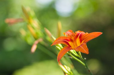 Yumuşak bir arka plan, güzel çiçek turuncu lily çiçek yeşil bir arka planda, kartları, tatil buket, tasarımcı, bahar desen için boş portakal stamens lilyum, kopya alanı