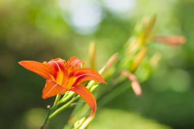 Yumuşak bir arka plan, güzel çiçek turuncu lily çiçek yeşil bir arka planda, kartları, tatil buket, tasarımcı, bahar desen için boş portakal stamens lilyum, kopya alanı