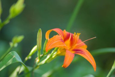 Yumuşak bir arka plan, güzel çiçek turuncu lily çiçek yeşil bir arka planda, kartları, tatil buket, tasarımcı, bahar desen için boş portakal stamens lilyum, kopya alanı