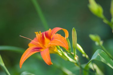 Yumuşak bir arka plan, güzel çiçek turuncu lily çiçek yeşil bir arka planda, kartları, tatil buket, tasarımcı, bahar desen için boş portakal stamens lilyum, kopya alanı