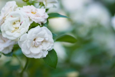 Bulanık arka plan üzerinde beyaz gül çiçek açan, yeşil bir arka planda, kartları, tatil buket, bahar Model Tasarımcısı, kopya alanı için boş güzel beyaz gül