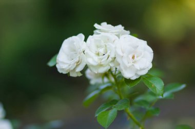 Bulanık arka plan üzerinde beyaz gül çiçek açan, yeşil bir arka planda, kartları, tatil buket, bahar Model Tasarımcısı, kopya alanı için boş güzel beyaz gül