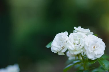 Bulanık arka plan üzerinde beyaz gül çiçek açan, yeşil bir arka planda, kartları, tatil buket, bahar Model Tasarımcısı, kopya alanı için boş güzel beyaz gül