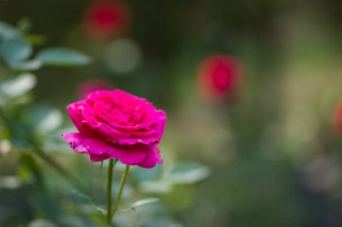 Arka plan bulanık üzerinde çiçek pembe gül, güzel pembe gül üzerinde yeşil bir arka plan, kartları, tatil buket, tasarımcı, bahar desen için boş alanı Kopyala