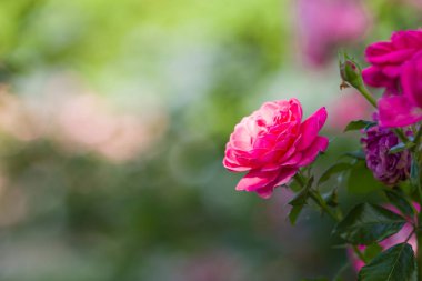 Arka plan bulanık üzerinde çiçek pembe gül, güzel pembe gül üzerinde yeşil bir arka plan, kartları, tatil buket, tasarımcı, bahar desen için boş alanı Kopyala