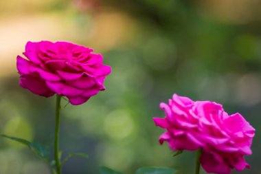 Arka plan bulanık üzerinde çiçek pembe gül, güzel pembe gül üzerinde yeşil bir arka plan, kartları, tatil buket, tasarımcı, bahar desen için boş alanı Kopyala