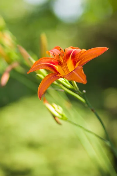 Blommande Orange Lily Mjuk Bakgrund Vacker Blomma Grön Bakgrund Tomt — Stockfoto