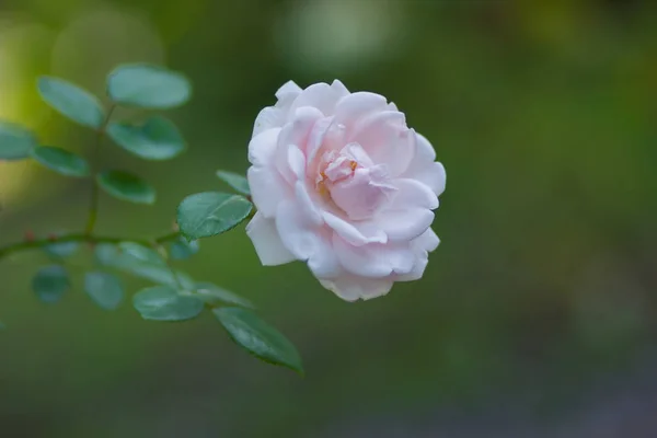 Rosa Blanca Flor Sobre Fondo Borroso Hermosa Rosa Blanca Sobre —  Fotos de Stock