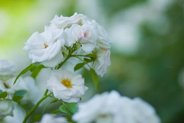 Fioritura Rosa Bianca Sfondo Sfocato Bella Rosa Bianca Sfondo Verde — Foto Stock