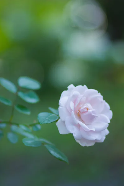 Rose Blanche Fleurie Sur Fond Flou Belle Rose Blanche Sur — Photo