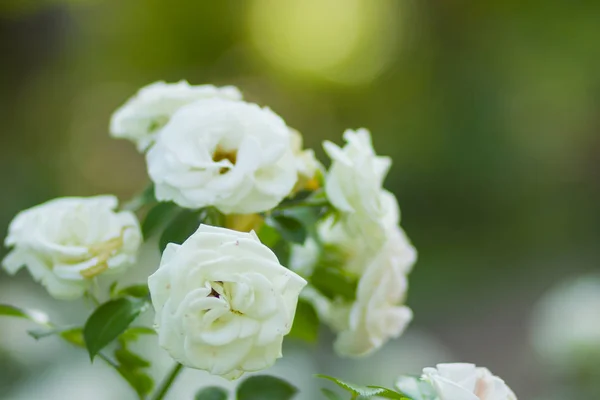 Blooming white rose on blurred background, beautiful white rose on a green background, blank for cards, holiday bouquet, spring pattern for the designer, copy space