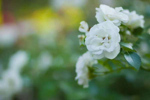 Blooming white rose on blurred background, beautiful white rose on a green background, blank for cards, holiday bouquet, spring pattern for the designer, copy space