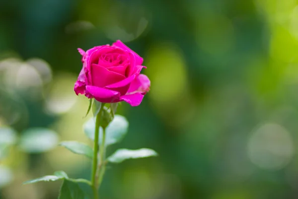 Kwitnący Różowych Róż Tle Rozmazany Piękna Róża Różowy Zielonym Tle — Zdjęcie stockowe