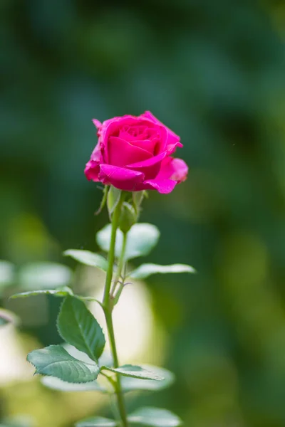 Rosa Floreciente Sobre Fondo Borroso Rosa Rosa Hermosa Sobre Fondo — Foto de Stock