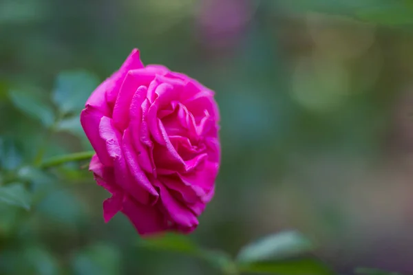 Rosa Floreciente Sobre Fondo Borroso Rosa Rosa Hermosa Sobre Fondo — Foto de Stock