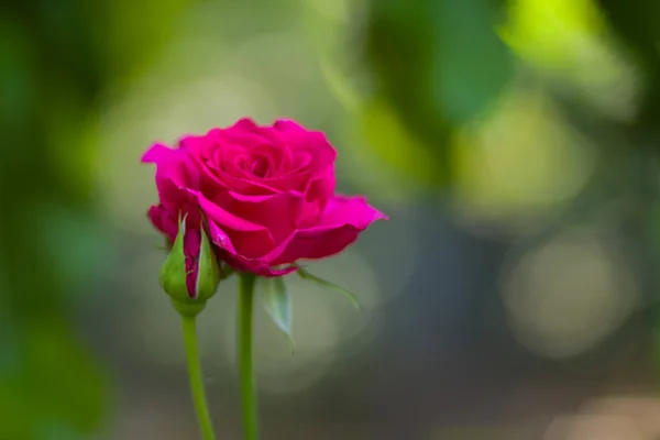 Rosa Floreciente Sobre Fondo Borroso Rosa Rosa Hermosa Sobre Fondo — Foto de Stock