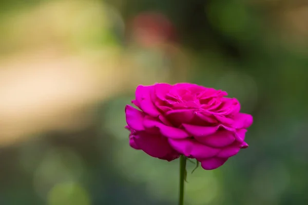 Blooming pink rose on blurred background, beautiful pink rose on a green background, blank for cards, holiday bouquet, spring pattern for the designer, copy space