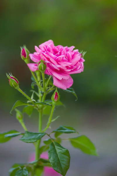 Kwitnący Różowych Róż Tle Rozmazany Piękna Róża Różowy Zielonym Tle — Zdjęcie stockowe