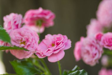 Bahçe pembe gül bulanık arka plan üzerinde yeşil bir arka planda, kartları, tatil buket, tasarımcı, Sevgililer kartı için bahar desen için boş güzel pembe gül