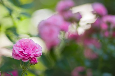 Bahçe pembe gül bulanık arka plan üzerinde yeşil bir arka planda, kartları, tatil buket, tasarımcı, Sevgililer kartı için bahar desen için boş güzel pembe gül