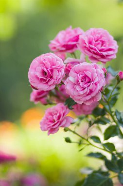 Bahçe pembe gül bulanık arka plan üzerinde yeşil bir arka planda, kartları, tatil buket, tasarımcı, Sevgililer kartı için bahar desen için boş güzel pembe gül