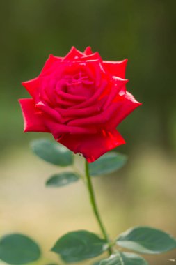 Bulanık arka plan üzerinde kırmızı gül, Sevgililer kartı üzerinde yeşil bir arka plan boş kartları, tatil buket, bahar Model Tasarımcısı, güzel bir kırmızı gül