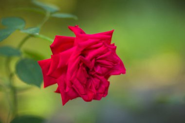 Bulanık arka plan üzerinde kırmızı gül, Sevgililer kartı üzerinde yeşil bir arka plan boş kartları, tatil buket, bahar Model Tasarımcısı, güzel bir kırmızı gül