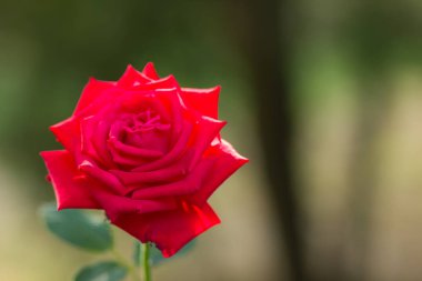 Bulanık arka plan üzerinde kırmızı gül, Sevgililer kartı üzerinde yeşil bir arka plan boş kartları, tatil buket, bahar Model Tasarımcısı, güzel bir kırmızı gül