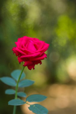 Bulanık arka plan üzerinde kırmızı gül, Sevgililer kartı üzerinde yeşil bir arka plan boş kartları, tatil buket, bahar Model Tasarımcısı, güzel bir kırmızı gül