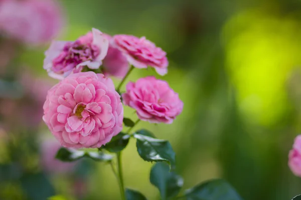 Garden pink rose on blurred background, beautiful pink rose on a green background, blank for cards, holiday bouquet, spring pattern for the designer, valentine card