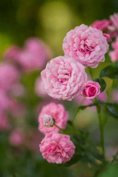 Garden Pink Rose Blurred Background Beautiful Pink Rose Green Background — Stock Photo, Image