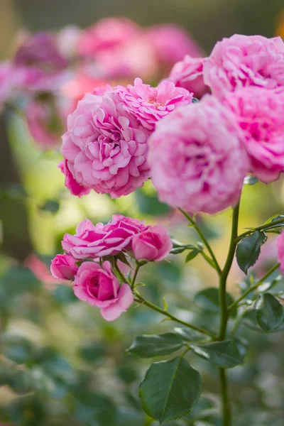 Garden Pink Rose Blurred Background Beautiful Pink Rose Green Background — Stock Photo, Image