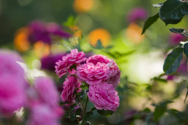 Garden Pink Rose Blurred Background Beautiful Pink Rose Green Background — Stock Photo, Image