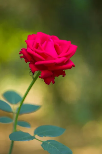 Rosa Roja Sobre Fondo Borroso Una Hermosa Rosa Roja Sobre — Foto de Stock