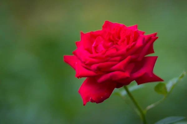 Rosa Roja Sobre Fondo Borroso Una Hermosa Rosa Roja Sobre — Foto de Stock