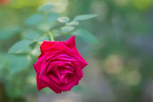 Red rose on blurred background, a beautiful red rose on a green background, blank for cards, holiday bouquet, spring pattern for the designer, valentine card