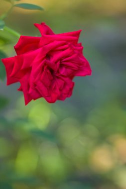 Bulanık arka plan üzerinde kırmızı gül, güzel bir kırmızı bir yeşil arka planda, kartları, tatil buket, tasarımcı, bahar desen için boş Gül Sevgililer kartı, sanat