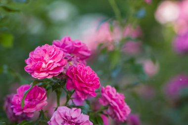 Bahçe pembe gül bulanık arka plan üzerinde yeşil bir arka planda, kartları, tatil buket, tasarımcı, Sevgililer kartı, sanat için bahar desen için boş güzel pembe gül