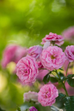 Bahçe pembe gül bulanık arka plan üzerinde yeşil bir arka planda, kartları, tatil buket, tasarımcı, Sevgililer kartı, sanat için bahar desen için boş güzel pembe gül