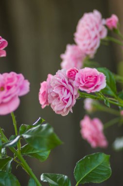 Bahçe pembe gül bulanık arka plan üzerinde yeşil bir arka planda, kartları, tatil buket, tasarımcı, Sevgililer kartı, sanat için bahar desen için boş güzel pembe gül